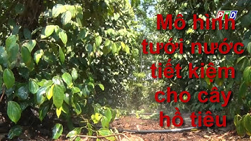 Mô hình thông minh: Tưới nước tiết kiệm cho cây hồ tiêu