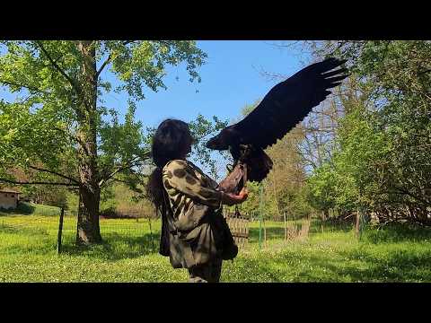 Video 202604 - Falconiere per un giorno