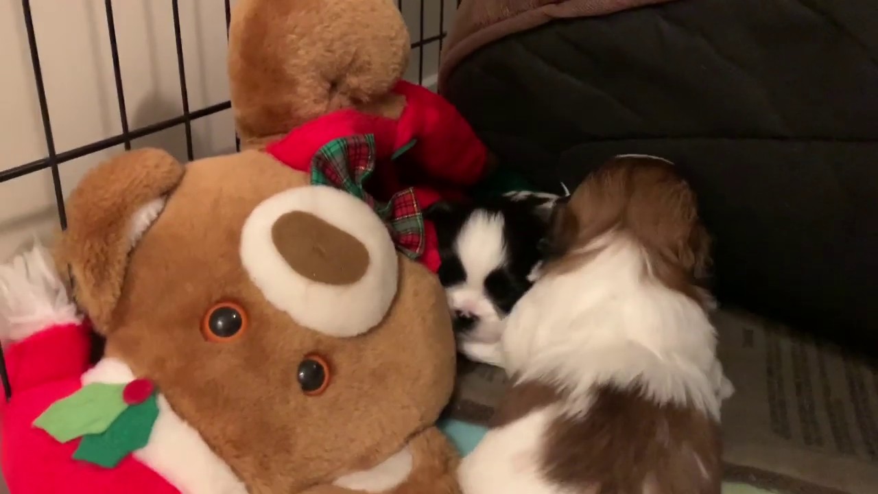 3 weeks old Shih Tzu puppies YouTube
