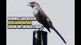 BURUNG LUAR NEGRI BERSUARA MERDU SEKALI