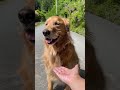 意地でも石を渡さない愛犬が可愛いｗ