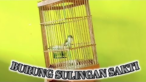burung rumetuk laut gacor suara nyuling merdu
