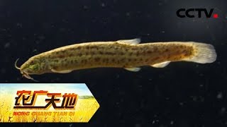 《农广天地》滑溜的财富抓起来 20190527 | CCTV农业