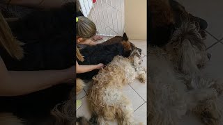 Dog Cries Over His Sleeping Friend || ViralHog