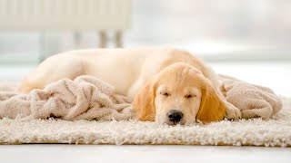 24 HOURS Best Music for Dogs 🐶 Soothing Music to Calm Dogs with Anxiety When Home Alone 🎵 Dog Music by Relax My Dogs 2,458 views 3 months ago 24 hours