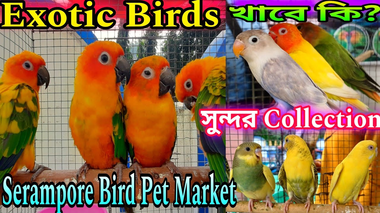 Exotic Birds Price Update 💥 Serampore Exotic Birds Price Update 💥
