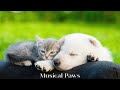 Relaxation music for dog  cat with separation anxiety tv for pet  music calm your dog  cat down