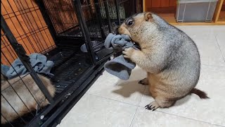 marmot retrieves his scarf from the prairie dog