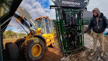 Cleaning the last Feedlot and Weaning 117 Calves!