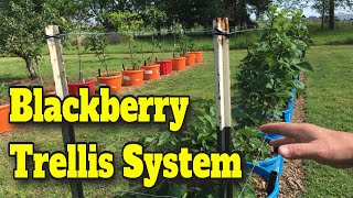 CHEAP EASY TRELLIS FOR BLACKBERRIES AND RASPBERRIES GIVE YOUR BERRIES A LIFT! You Can DO THIS ️