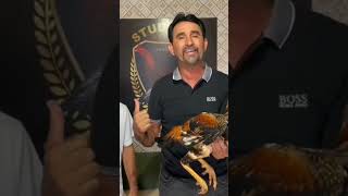 Pisca Compra Mais Um Galo Nova Aquisição Na Sua Cocheira Que Veio De Tt De Salgueiro