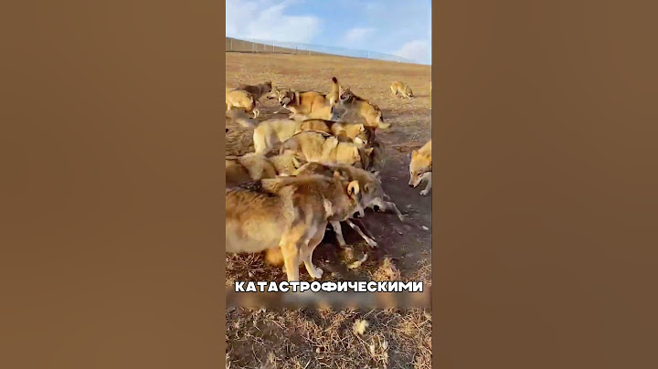 Собаки УНИЧТОЖИЛИ волков-людоедов 🔥💀⚡