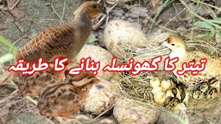 How To Make Teeter Bird Nest | Teeter Bird Breeding Setup |