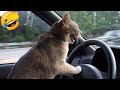 Cute animals Videos Compilation cute moment of the animals - Cutest Animals