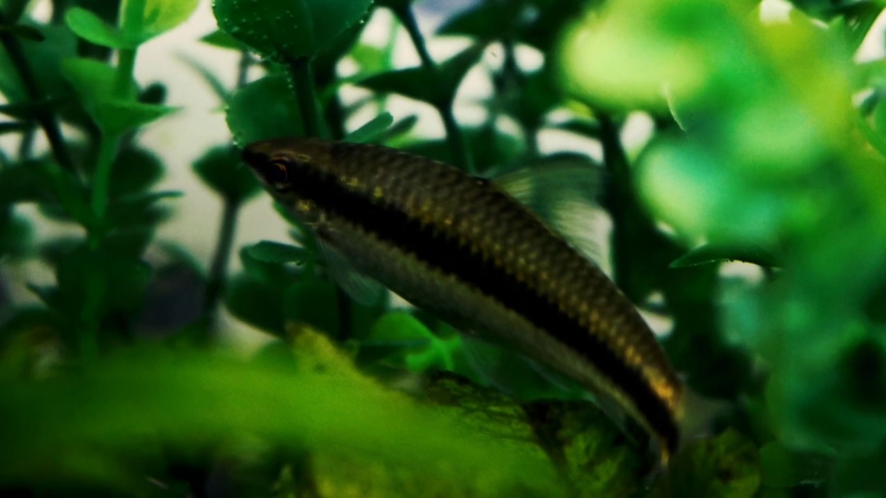 Honolulu Aquarium Society April 2019 Meeting Highlights YouTube