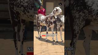 Ns goat farm | khardi | Cheena
