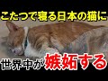 「日本の猫だけズルいぞ！」こたつでぬくぬく寝る日本の猫の動画に外国人から嫉妬が続出www【海外の反応】