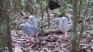 Wild Cagou Kagu In Parc Provincial De La Rivière Bleue, Nouvelle Calédonie New Caledonia