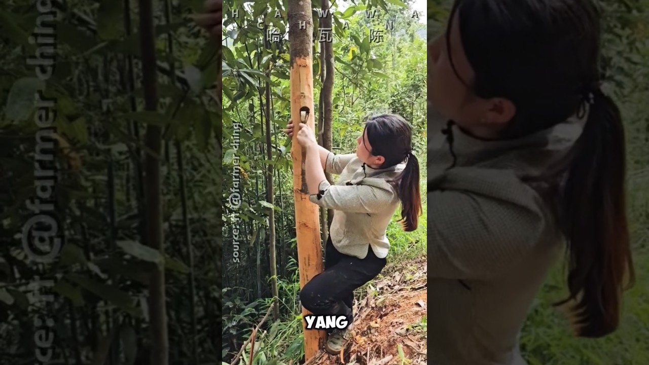 PANEN KAYU MANIS DENGAN GADIS CANTIK 🥰