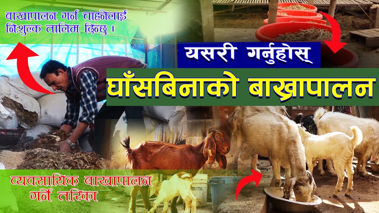 डाले घाँस नहुने ठाउँमा बाख्रालाई खुवाउने आहारा बनाउने तरिका || Dairy Darpan