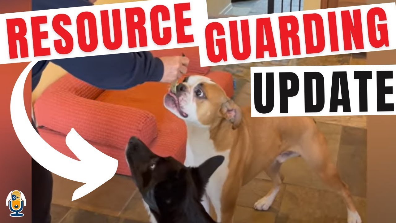 How Can I Help My Puppy With Resource Guarding