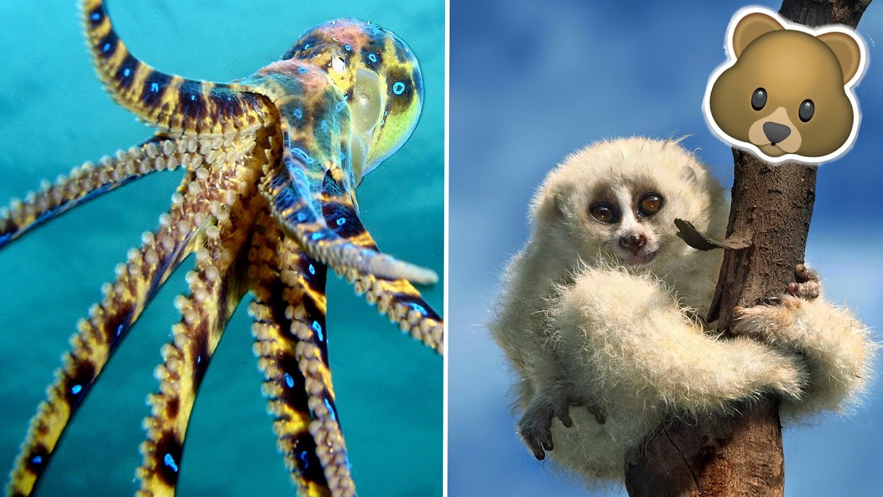 2019 year - 10 Surprisingly Lethal Animals 2019 year