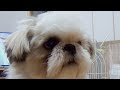 シーズーえいとトリミング！バリカンで丸刈り物語。【準備編】 Grooming Shih Tzu : Trimming