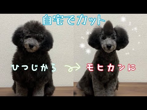 トイプードル 令和ノエルカイル
