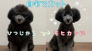 トリミング トイプードルのひつじカットをトリミングしたら可愛すぎるモヒカンに Youtube