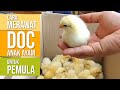 Panduan Merawat DOC Anak Ayam Baru Beli untuk Pemula