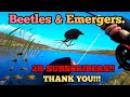 Subsurface BEETLE & EMERGER ACTION! . Fly Fishing for Wild Brown Trout in the Scottish Highlands.