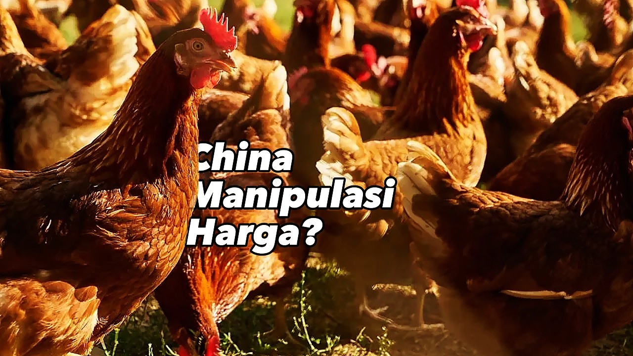 Manipulasi harga; China bebaskan 120juta ayam di pegunungan