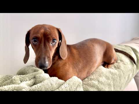 Mini dachshund never lets his size hold him back!