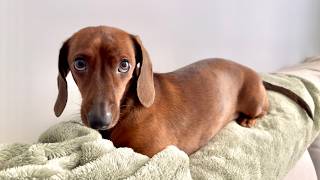 Mini Dachshund Never Lets His Size Hold Him Back