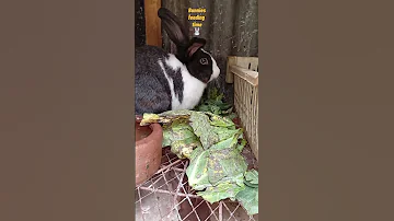 Bunny Hour Pet Animals Bunnies Bunny Mybunny Farming Rabbit Rabbitfarming Cutebunny Feeding Nature 