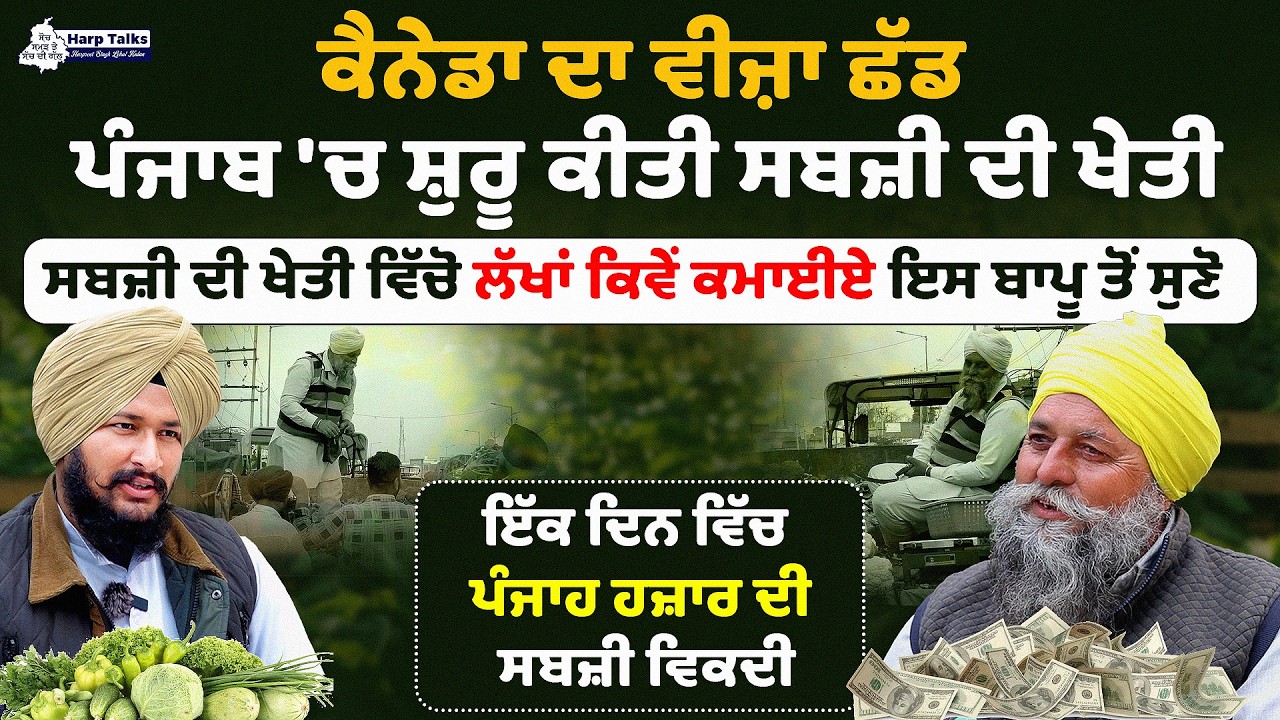 canada ਦਾ visa ਛੱਡ punjab 'ਚ ਸ਼ੁਰੂ ਕੀਤੀ sabji di kheti | broccoli farming | Harp Talks