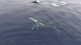 Playful Humpback Whales check out our ship in the Ross Sea, Antarctica