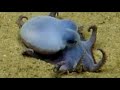 Tiny blue octopus discovered 🐙💙