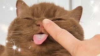 Funny Dogs, Cats and Animals Videos 2023 😎Most Trending Animal Videos #47
