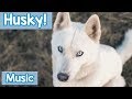 Music for Huskies! 1 Hour of Relaxing Music to Soothe and Calm Your Husky! New 2018!