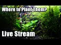 Live  where to place plants in an aquarium fish qa and a sweet giveaway