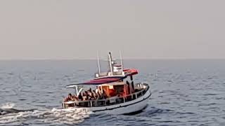 Dolphin catching Boat at Florida, Clearwater Beach