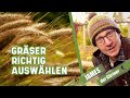 So findet man das passende ziergras fr den garten  james der grtner