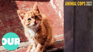 Woman Keeps 100 Cats In Filthy Conditions | Animal Cops South Africa Ep2 | Our World