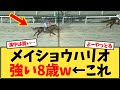メイショウハリオ8歳の強さを振り返る【競馬反応集】