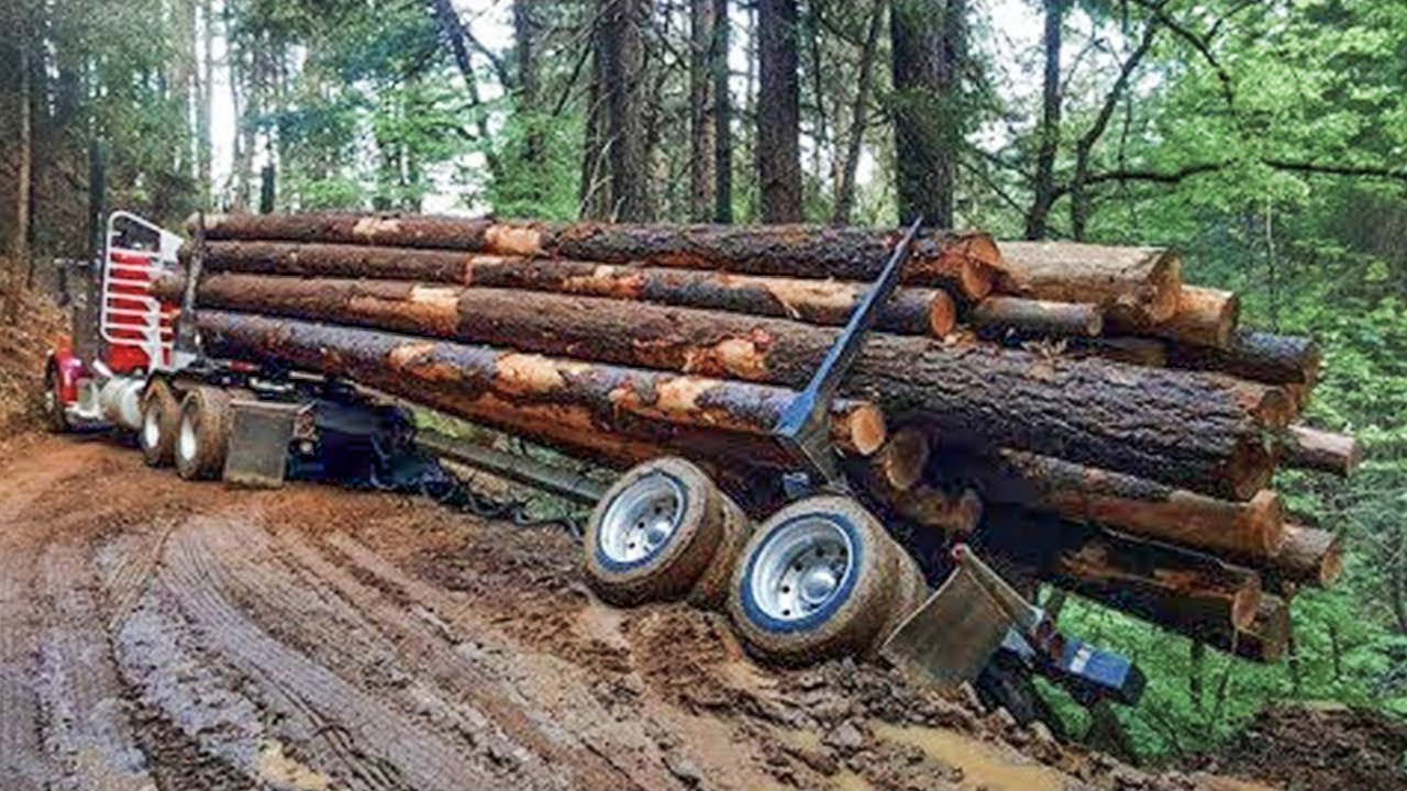 Dangerous Fastest Chainsaw Cutting Tree Machine Skills, Logging Wood Truck \u0026 Wood Sawmill Machines
