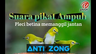 Suara pikat pleci betina memanggil jantan, dijamin Ampuh