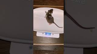 Rat 🐀 weight In #subscribe #livefeeding #python #breeding #ballpython #snake Wealth