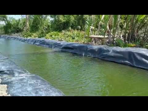 Kolam Akuakultur Udang HDPE Lining Sabah Sarawak Malaysia hqdefault