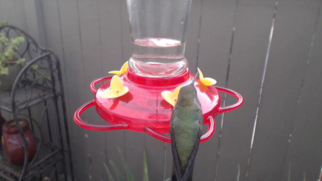 video phone beyonce mp3 Bella Hummingbird Nest Cam 08-21-2018 19:17:55 - 20:17:57